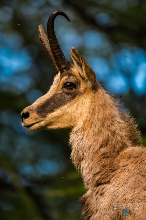 photo chamois allos  verdon